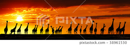 Giraffes silhouettes at sunset Giraffes silhouettes at sunset 38961530