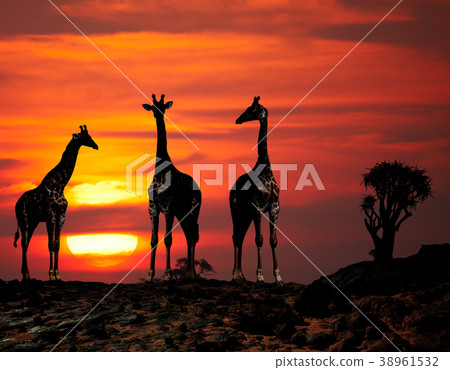 Giraffes silhouettes at sunset Giraffes silhouettes at sunset 38961532