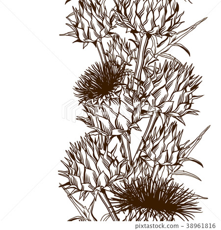 Seamless pattern with onopordum acanthium Seamless pattern with onopordum acanthium 38961816