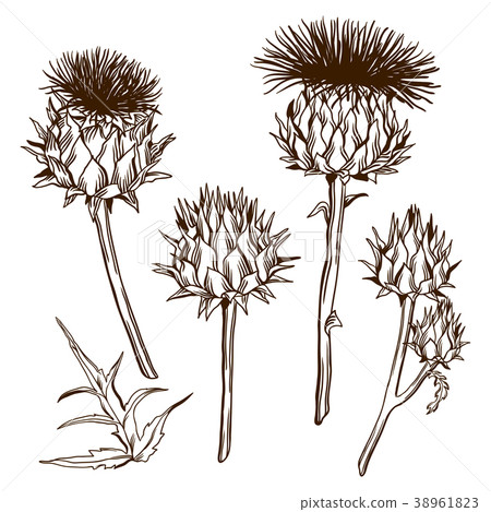 Set of decorative onopordum acanthium. Scottish Set of decorative onopordum acanthium. Scottish 38961823