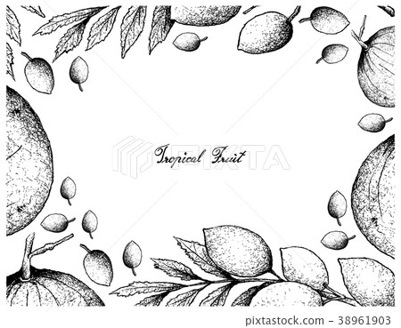 Santol and Elaeocarpus Hygrophilus Fruits 38961903