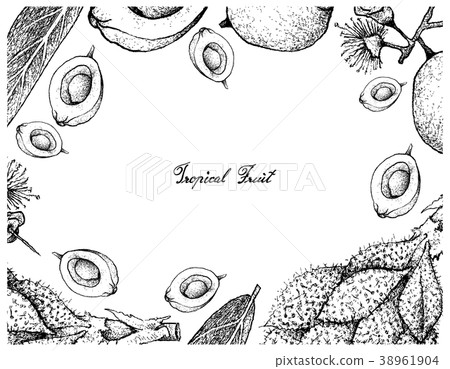 Hand Drawn Frame of Luk Rakam and Syzygium Jambos 38961904