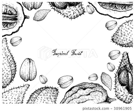 Hand Drawn Frame of Luk Rakam and Etrog Fruits Hand Drawn Frame of Luk Rakam and Etrog Fruits 38961905
