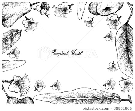 Hand Drawn Frame of Java and Watery Rose Apple Hand Drawn Frame of Java and Watery Rose Apple 38961906