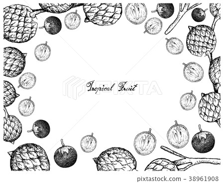 Hand Drawn Frame of Star Apple and Rattan Fruits Hand Drawn Frame of Star Apple and Rattan Fruits 38961908
