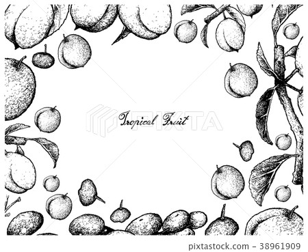 Chinese Plums and Luna Nut Fruits Chinese Plums and Luna Nut Fruits 38961909