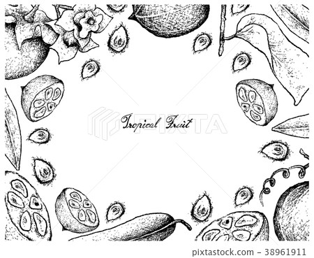 Diospyros Malabarica and Monk Fruit Diospyros Malabarica and Monk Fruit 38961911