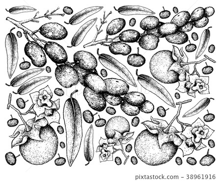Diospyros Malabarica and Luna Nut Fruits 38961916