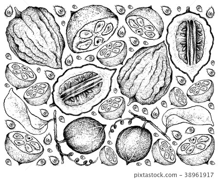 Hand Drawn Background of Monk Fruit and Etrog 38961917