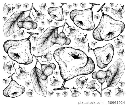 Hand Drawn Background of Watery Rose Apple Hand Drawn Background of Watery Rose Apple 38961924