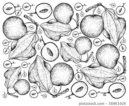 Hand Drawn Background of Indian Jujube Fruits Hand Drawn Background of Indian Jujube Fruits 38961926