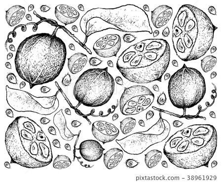 Hand Drawn Background of Fresh Monk Fruits Hand Drawn Background of Fresh Monk Fruits 38961929