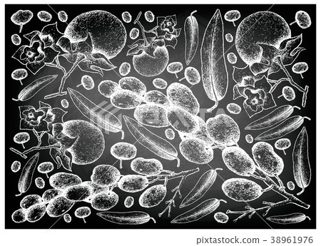 Diospyros Malabarica and Luna Nut Fruits on Chalkb 38961976