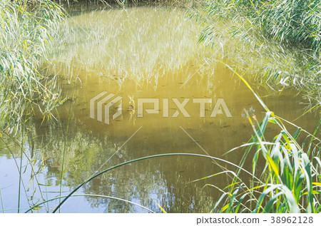 Small Pond with Reeds 38962128