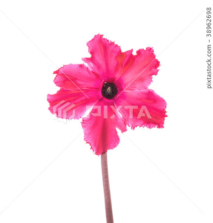 red cyclamen is isolated on white background red cyclamen is isolated on white background 38962698