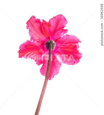 red cyclamen backwards is isolated on white 38962699