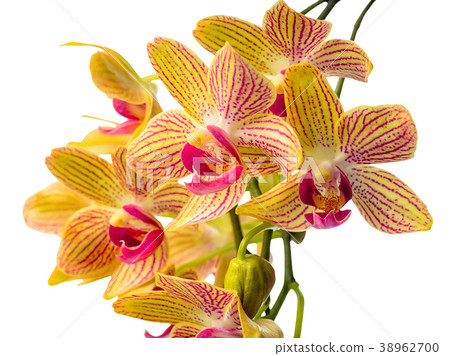 branch striped orchids closeup, phalaenopsis 38962700