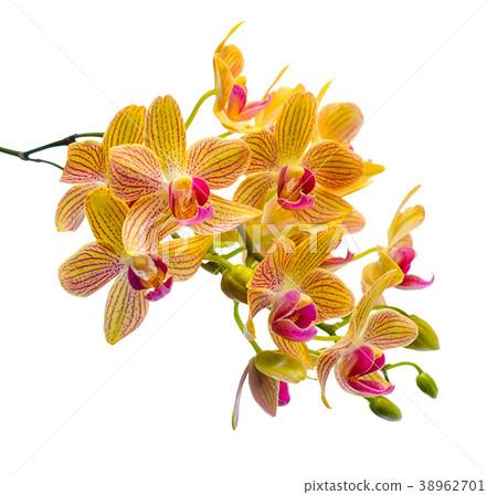 branch stripped orange orchid, phalaenopsis 38962701