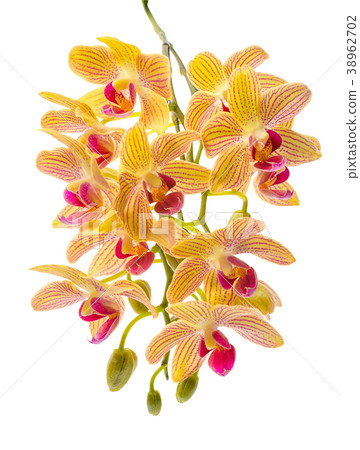 Blooming branch orange stripe orchids phalaenopsis 38962702