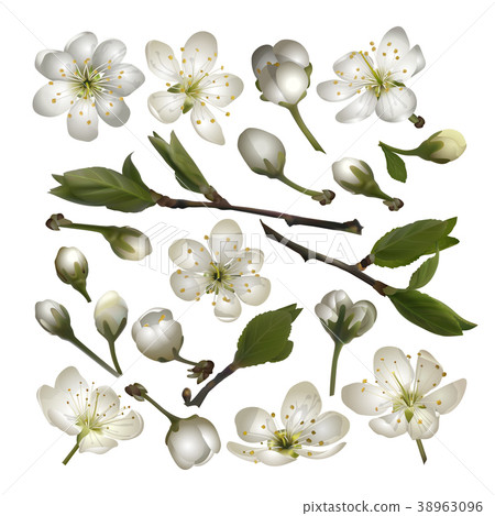Set of Blossoming cherry white flowers Set of Blossoming cherry white flowers 38963096