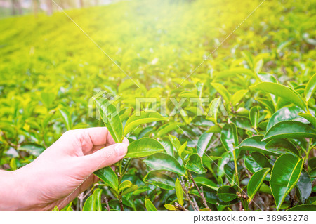 Hand picking up tea leaves 38963278