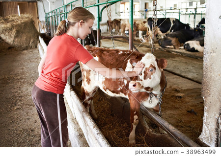 Girl stroking calf on dairy farm 38963499