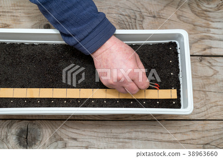 Precisely planting seeds for pepper seedlings Precisely planting seeds for pepper seedlings 38963660