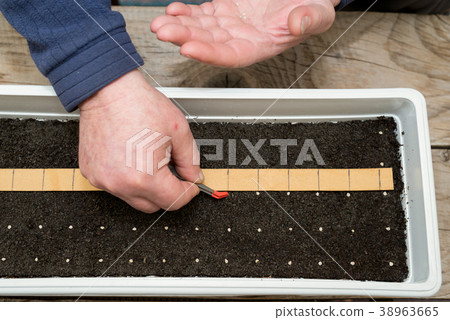 Precisely planting seeds for pepper seedlings Precisely planting seeds for pepper seedlings 38963665