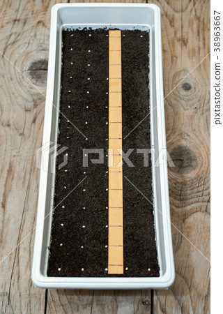 White pot for pepper seedlings White pot for pepper seedlings 38963667