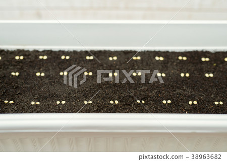 White pot for pepper seedlings White pot for pepper seedlings 38963682