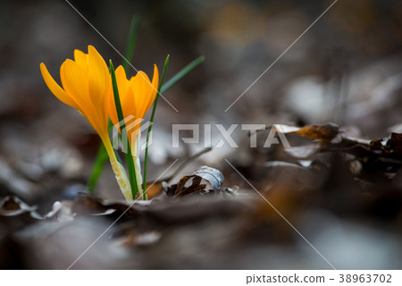 Sprouting crocus in spring garden Sprouting crocus in spring garden 38963702