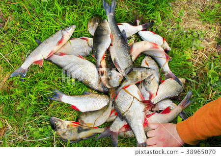 Perches common nases breames and crucian 38965070