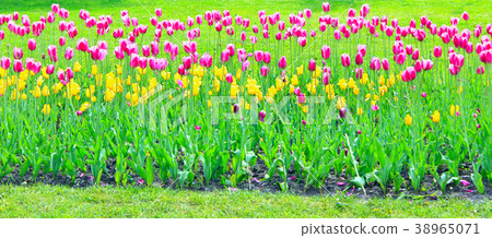 Lilac and yellow tulips on the flower-bed. 38965071