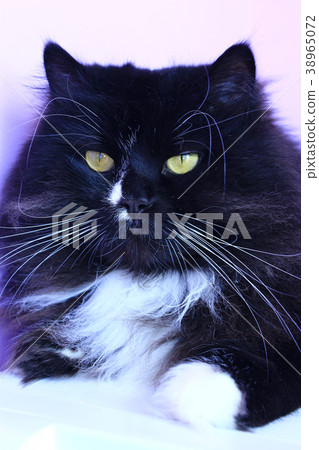 black cat lays on pink background. Sight of pet 38965072