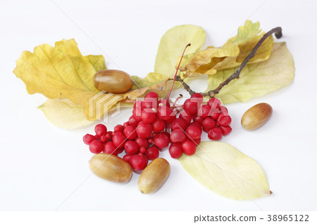 branches of red ripe schisandra and oak acorns 38965122