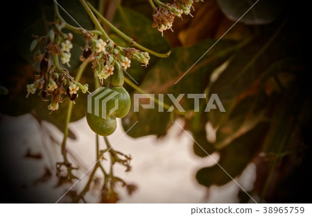 Cashews in the garden. 38965759