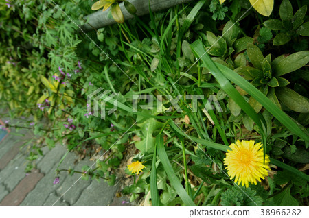 Roadside spring garden 38966282