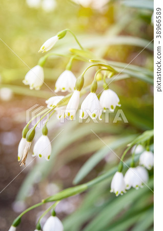 Summer snowflake flowers (Leucojum aestivum) 38966589
