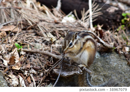 花栗鼠咬死樹枝 花栗鼠咬死樹枝 38967079