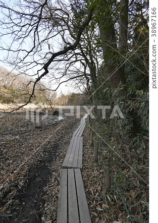 北本自然觀察公園 38967166