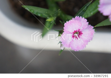 坎皮恩 38967291