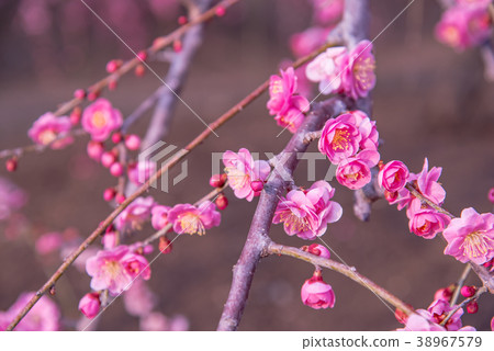 Plum blossom plum blossoms Plum blossom plum blossoms 38967579