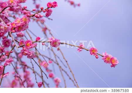 梅花梅花 38967580