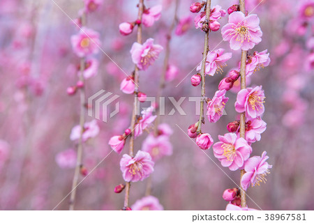 梅花梅花 38967581