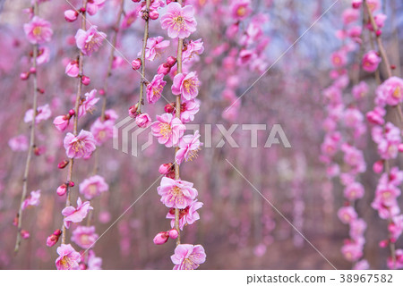 梅花梅花 梅花梅花 38967582