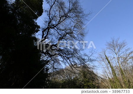 Kitamoto Nature Observation Park Edohiganzakura Kitamoto Nature Observation Park Edohiganzakura 38967733