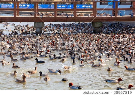 琵琶湖水上公園 琵琶湖水上公園 38967819
