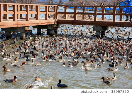 琵琶湖水上公園 琵琶湖水上公園 38967820