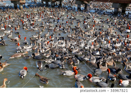 琵琶湖水上公園 琵琶湖水上公園 38967821