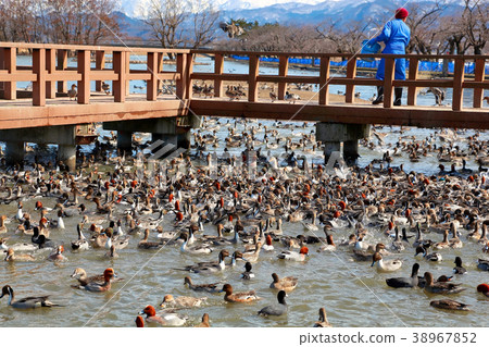 琵琶湖水上公園 琵琶湖水上公園 38967852